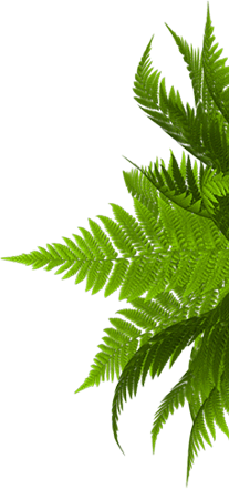 Дератизация